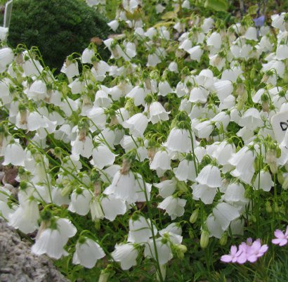 Campanula cochlearifolia var alba 'White Baby'